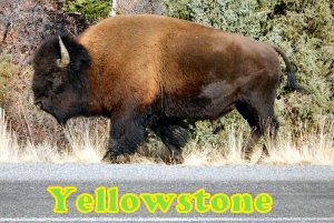 Yellowstone
